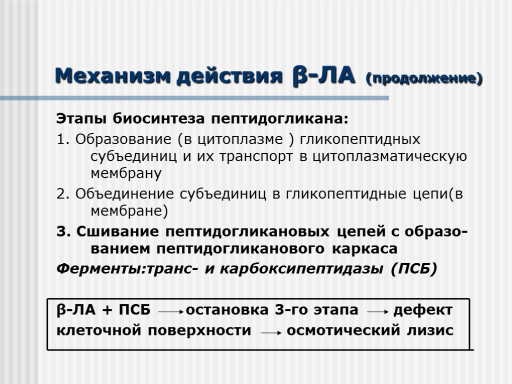 Механизм действия β-ЛА (продолжение) Этапы биосинтеза пептидогликана: 1. Образование (в цитоплазме ) гликопептидных субъединиц